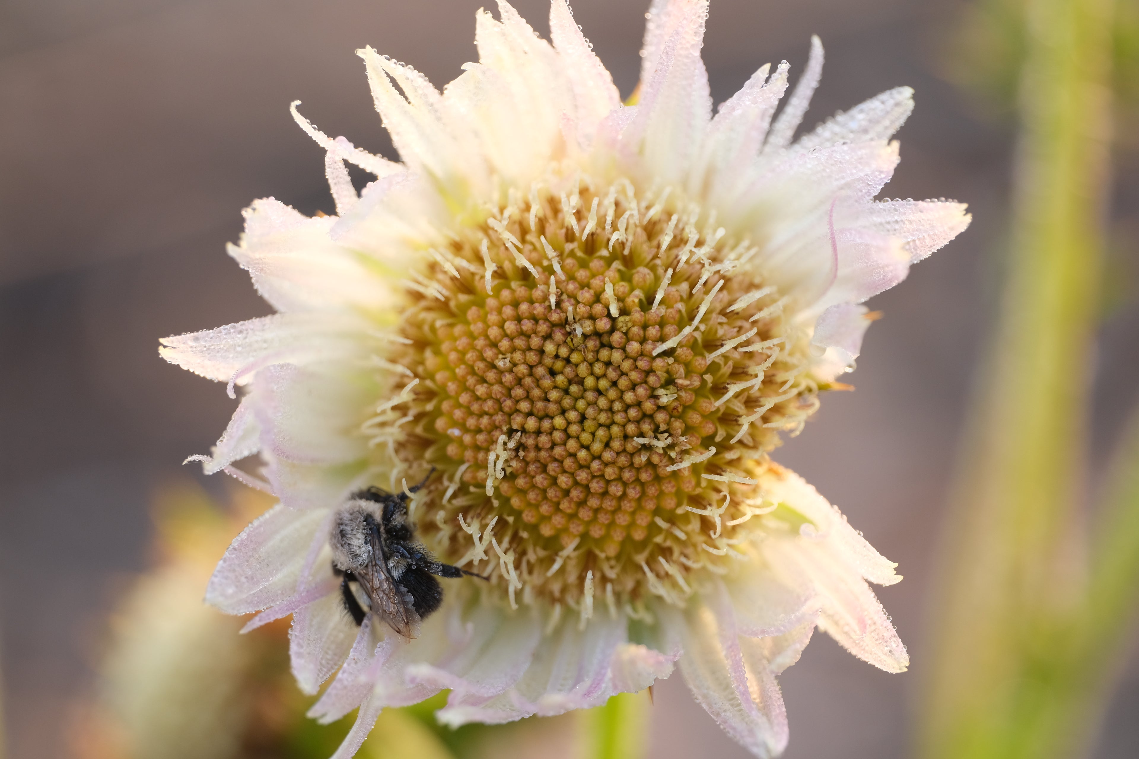 Berkheya purpurea (South African thistle) flower with pollinator