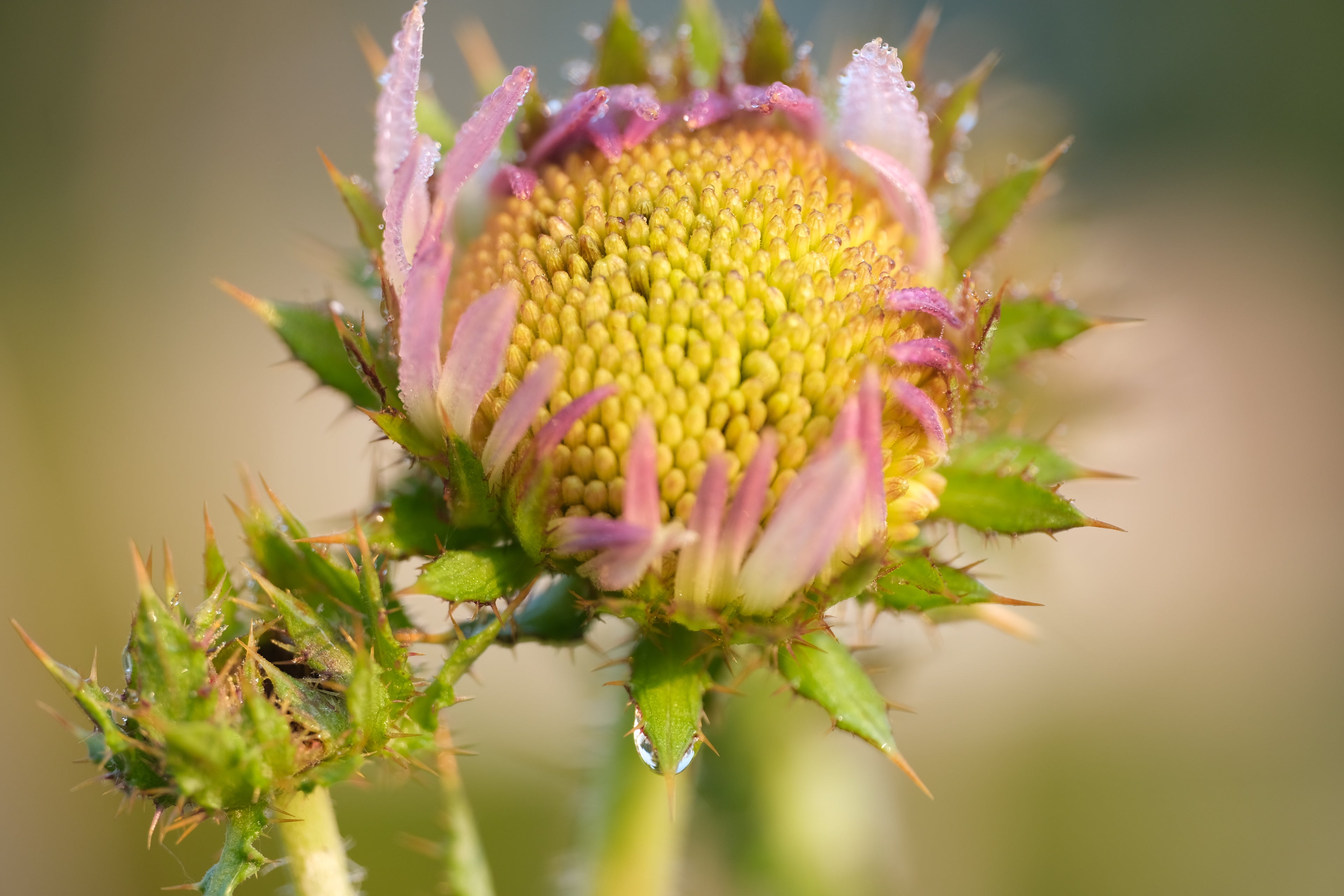 Berkheya purpurea (South African thistle) opening bloom