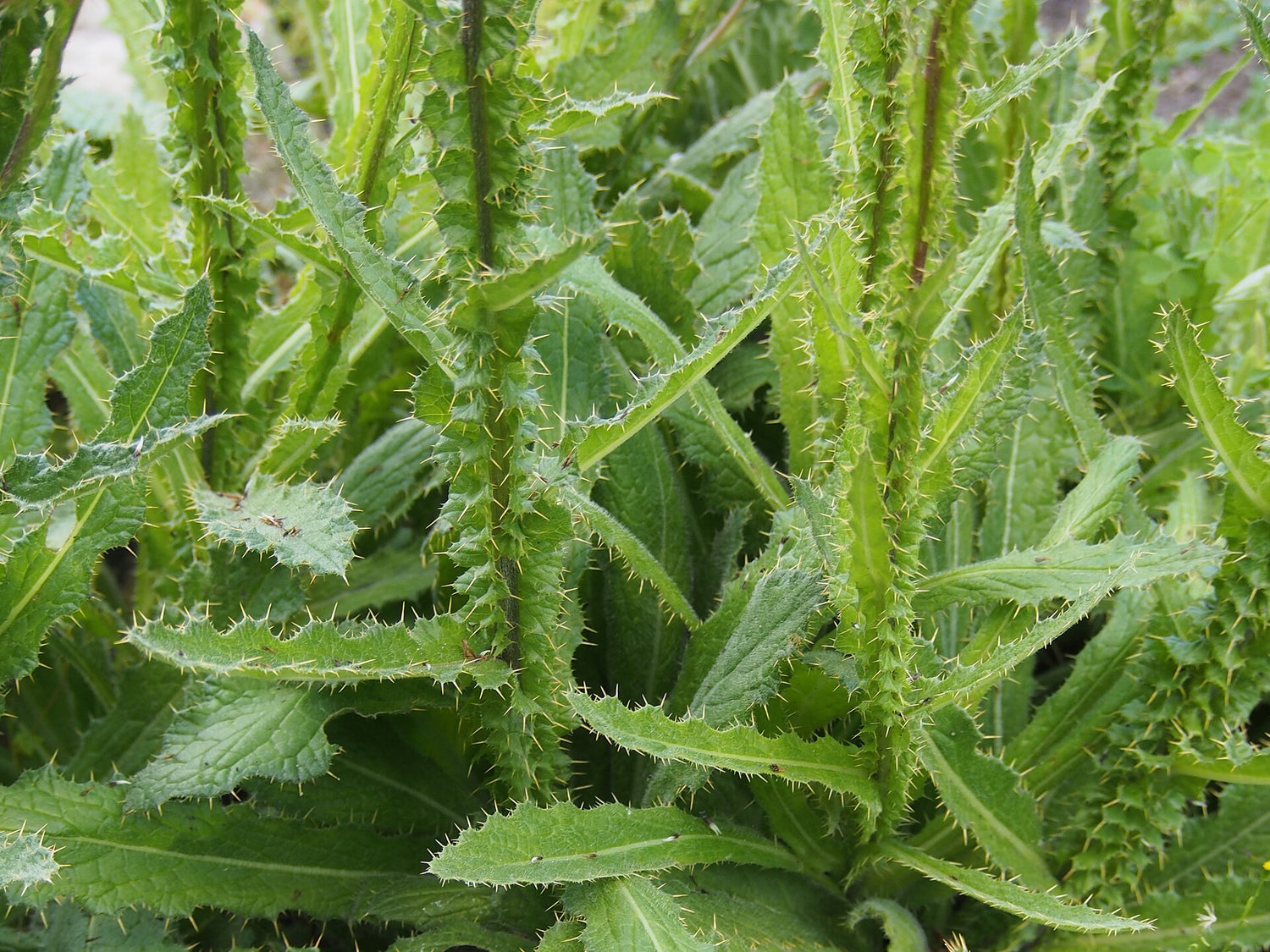 Berkheya purpurea | South African Thistle
