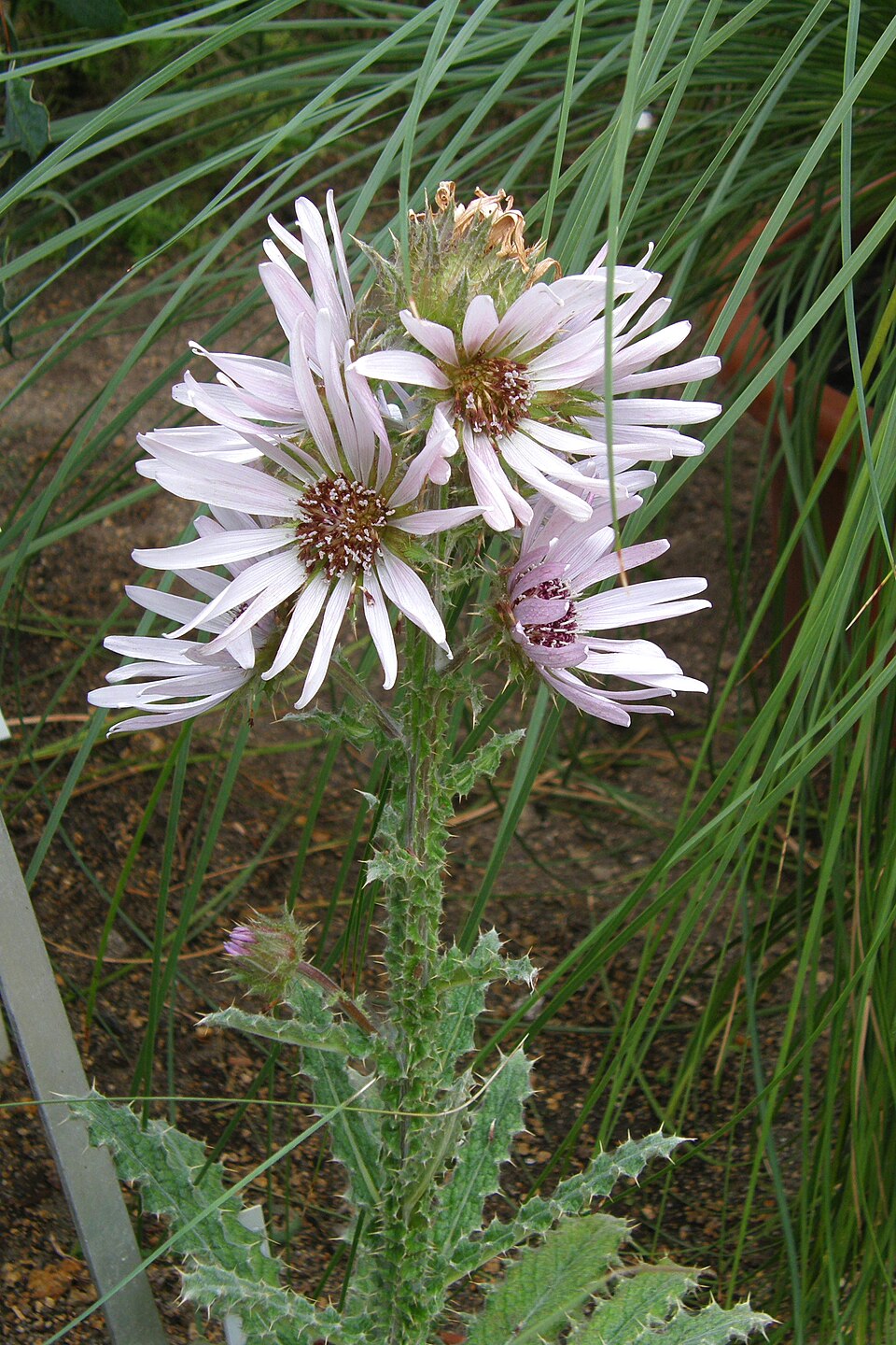 Berkheya purpurea | South African Thistle