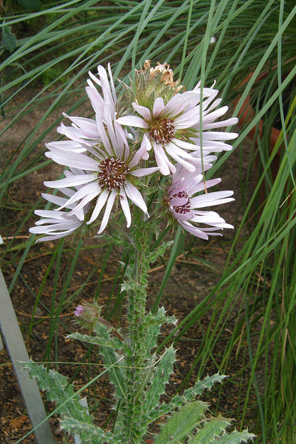Berkheya purpurea | South African Thistle