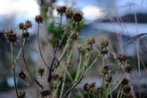 Berkheya purpurea seed heads in the late fall garden at The Old Dairy Nursery