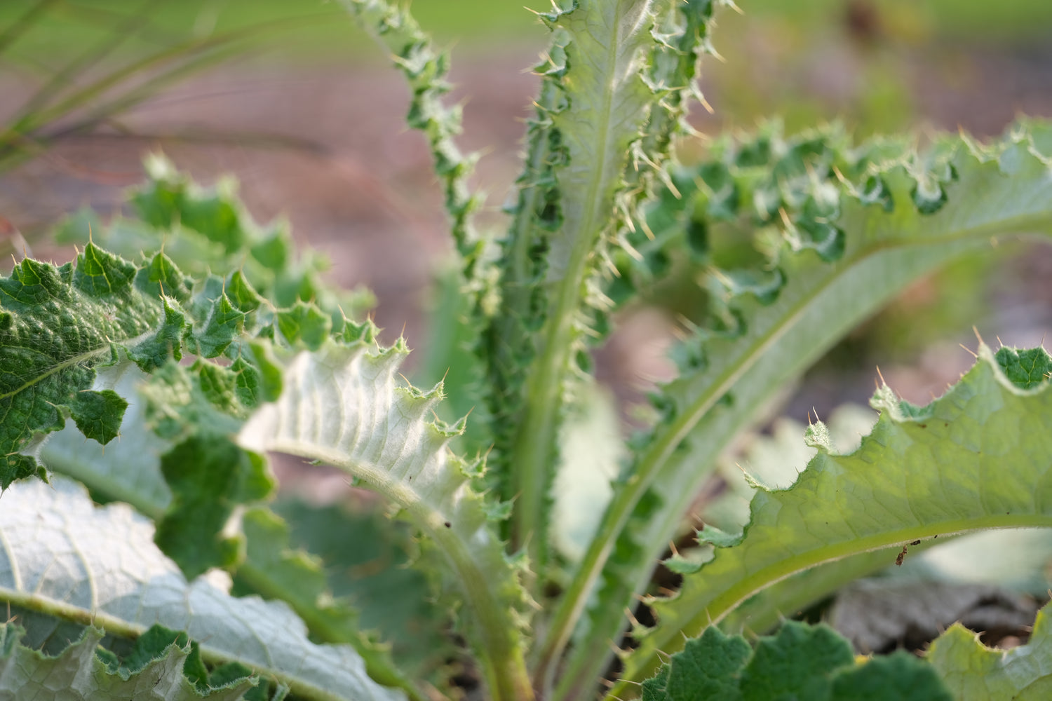 Berkheya purpurea (South African thistle) foliage