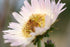 Berkheya purpurea (South African thistle) bloom