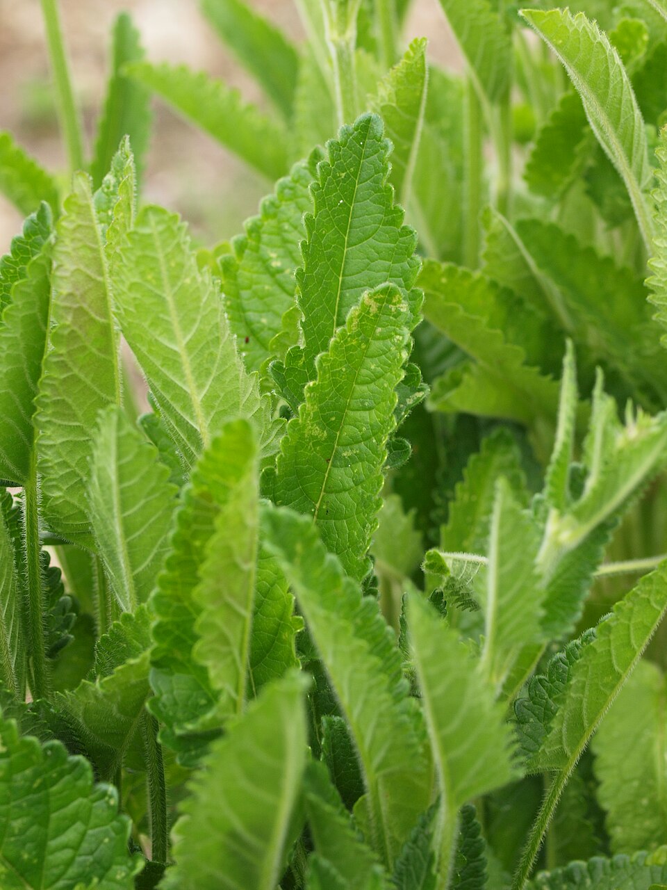 Close-up of green betony leaves with a blurred background