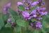 Close-up of purple Betonica macrana &