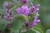 Close-up of purple Betonica macrana &