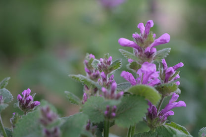Close-up of purple Betonica macrana &