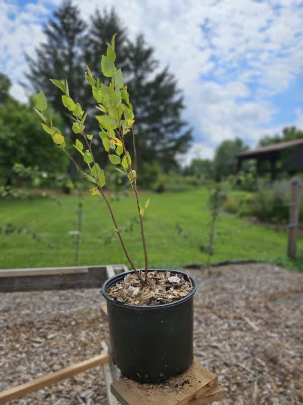 Betula nigra 'Dickinson'