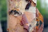 Betula nigra &