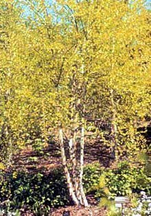 Betula nigra &