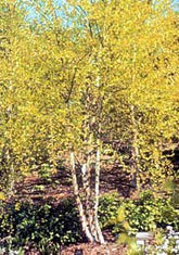 Betula nigra &