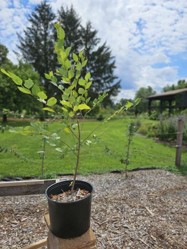 Betula nigra &