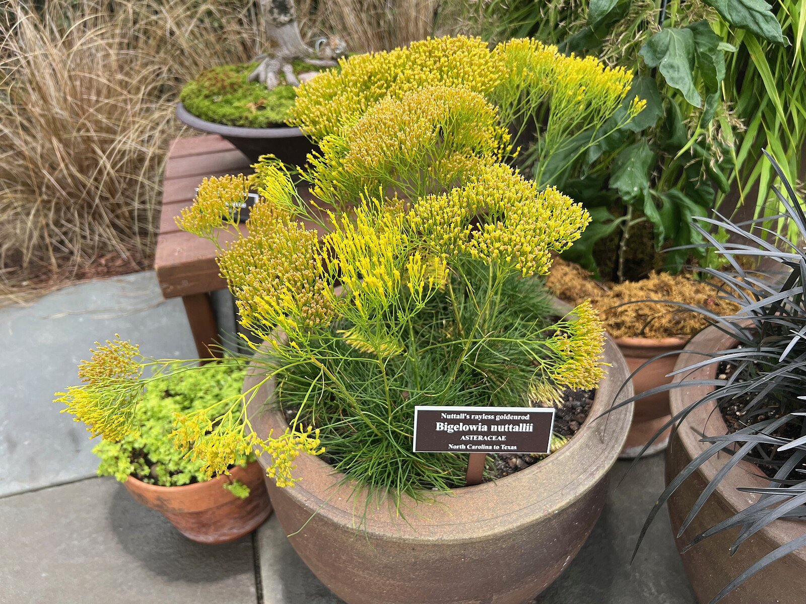 Bigelowia nuttallii (rayless goldenrod)