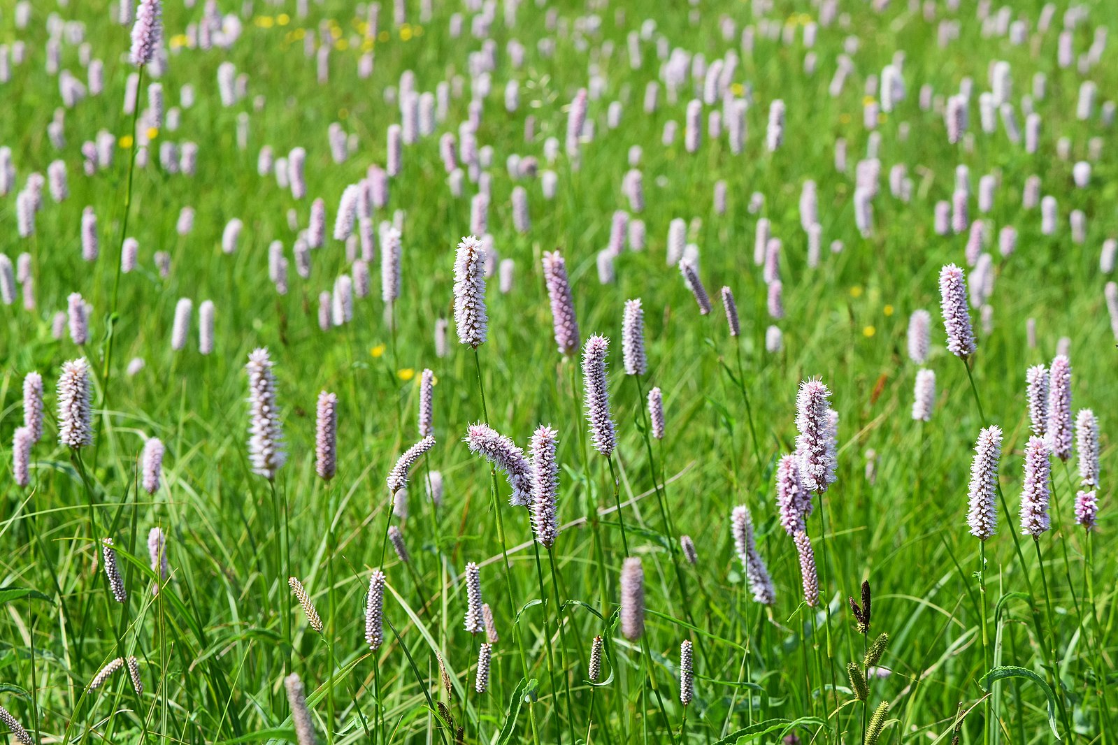 Persicaria bistorta (common bistort) flowers in a field