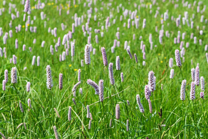 Persicaria bistorta (common bistort) flowers in a field