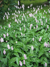 Persicaria bistorta (common bistort) group of flowers and foliage