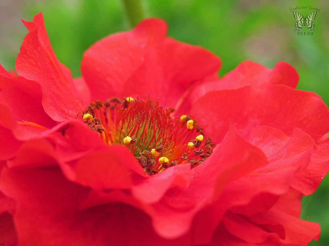 Close-up of a bright red Geum chiloense &