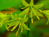 Clintonia borealis (blue bead lily) charteuse flowers