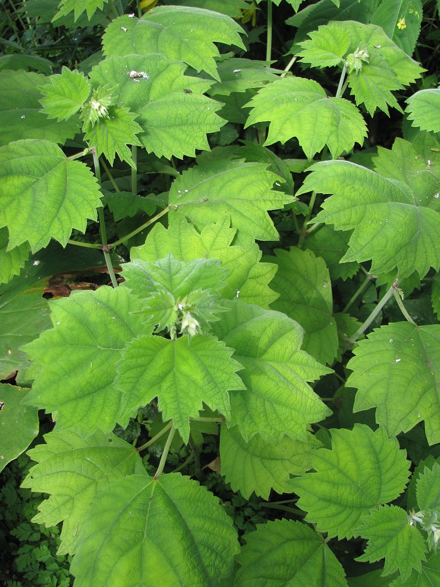 Boehmeria platanifolia foliage