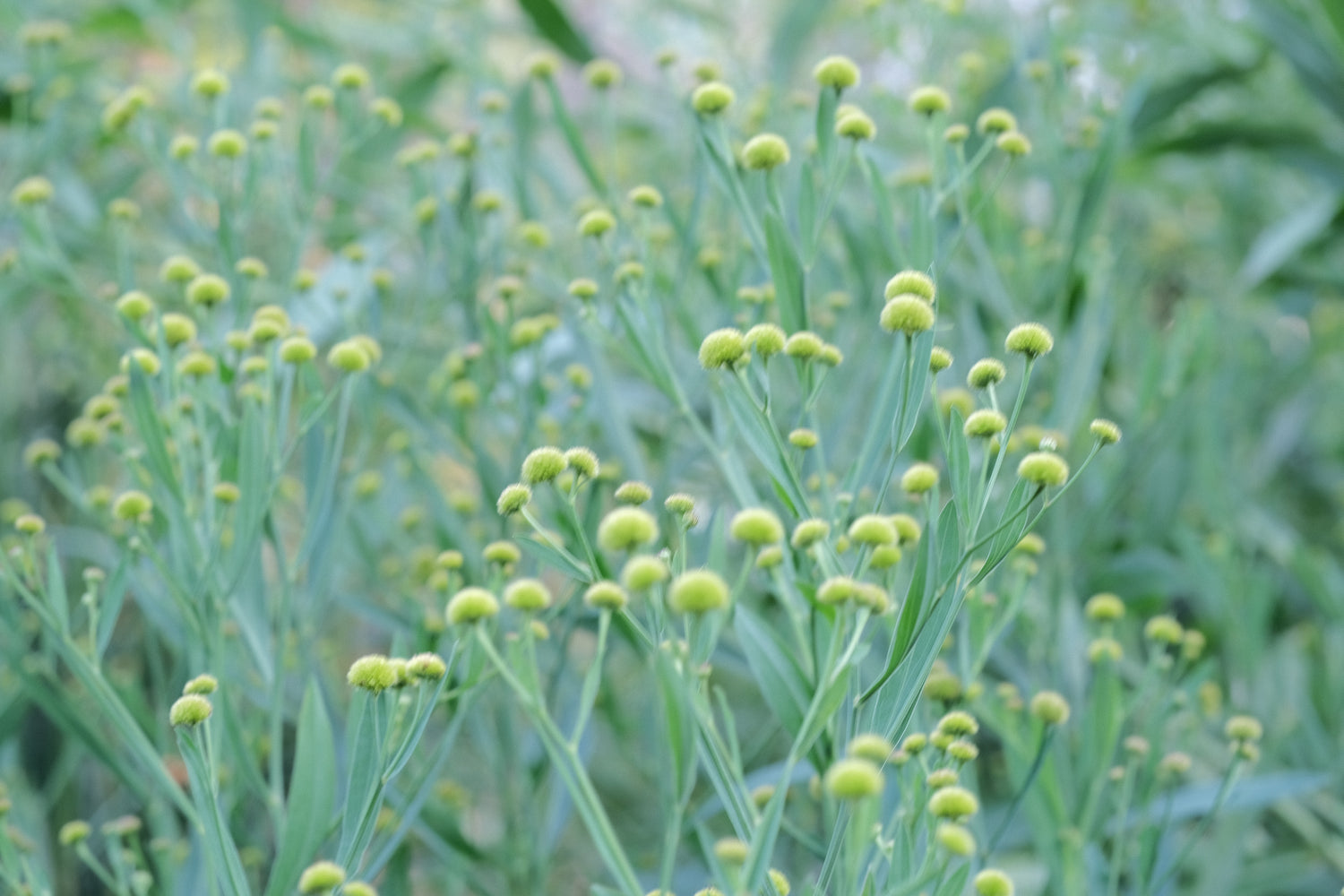 Boltonia asteroides &