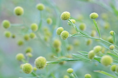 Boltonia asteroides &