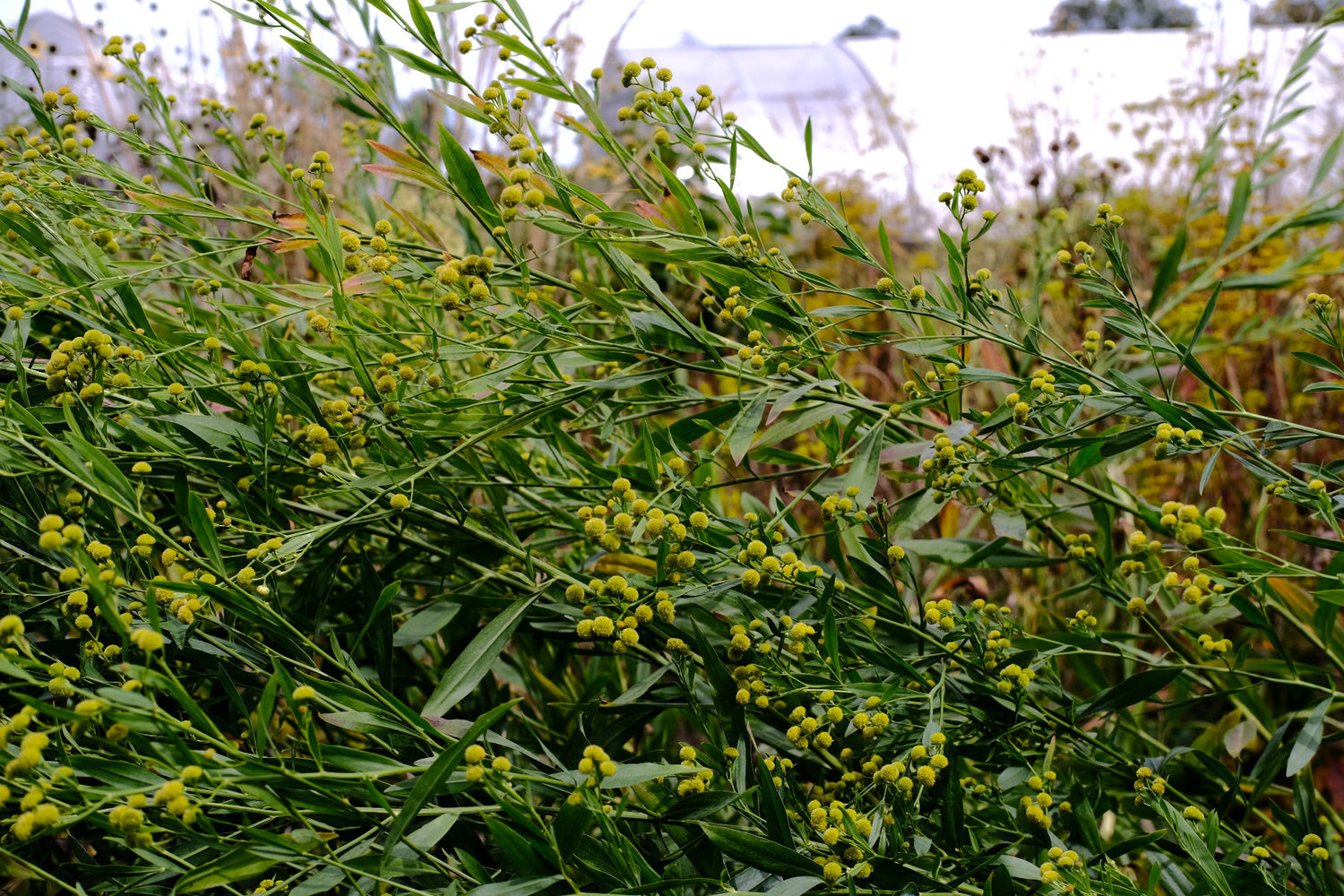 Boltonia asteroides &
