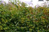 Boltonia asteroides &