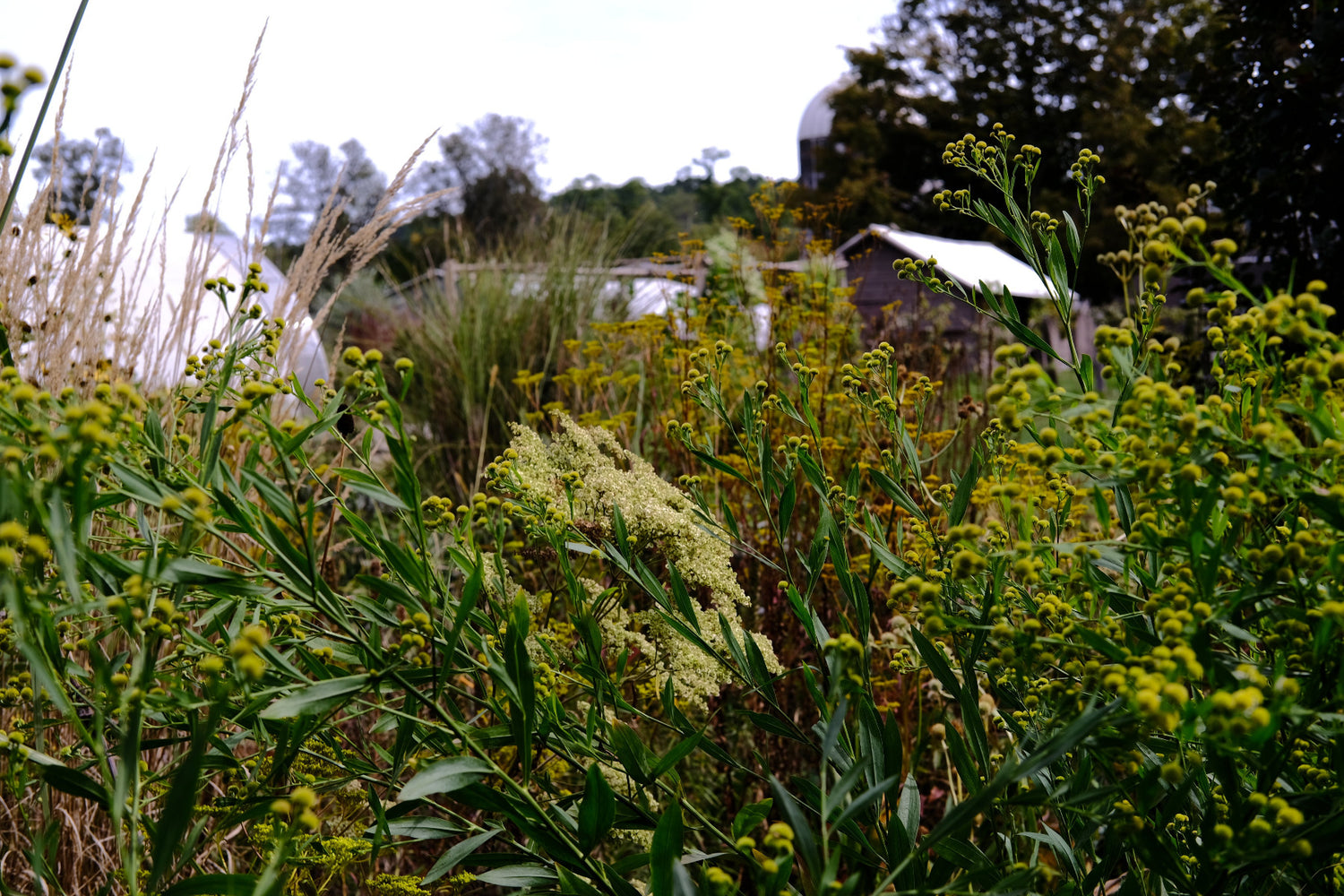 Boltonia asteroides &