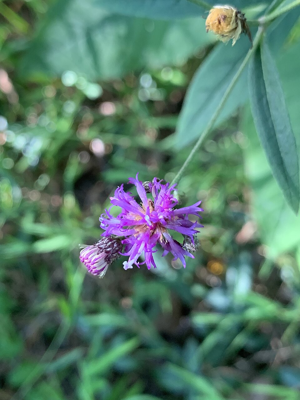 Purple Vernonia glauca flower with green leaves on a blurred natural background