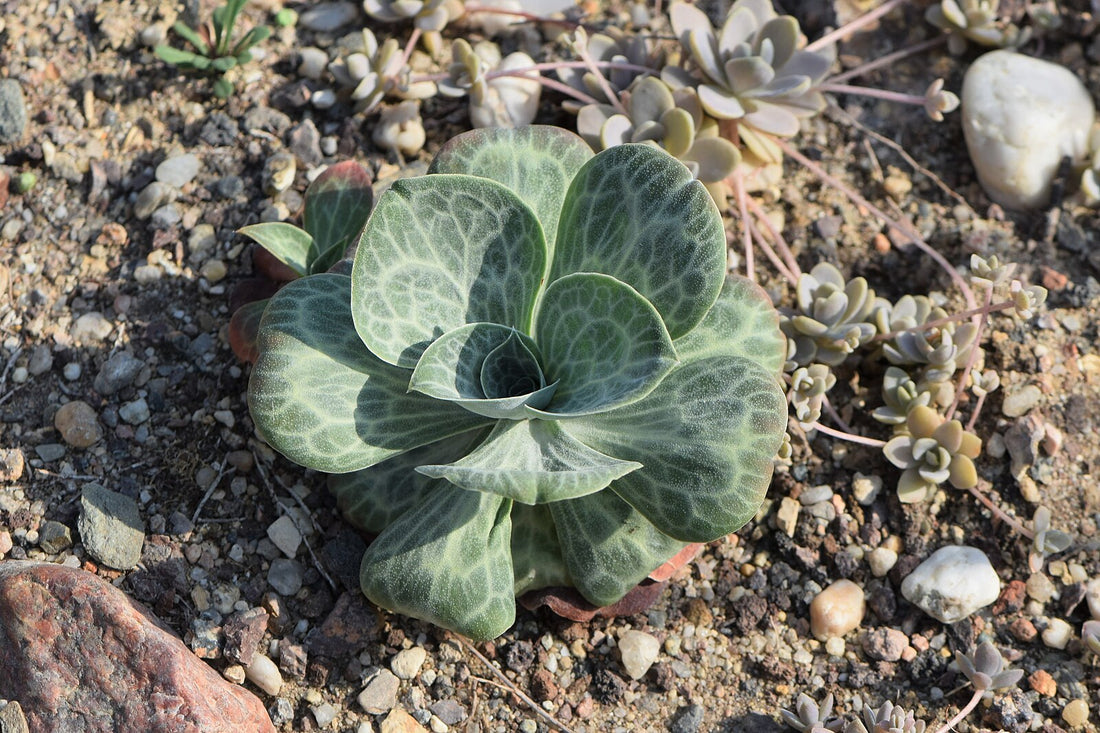 A variegated statice plant with green leaves, growing in a rocky garden.
