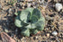 A variegated statice plant with green leaves, growing in a rocky garden.