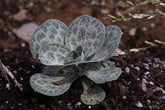 Succulent Bukiniczia cabulica, commonly known as variegated statice, plant against a brown background.