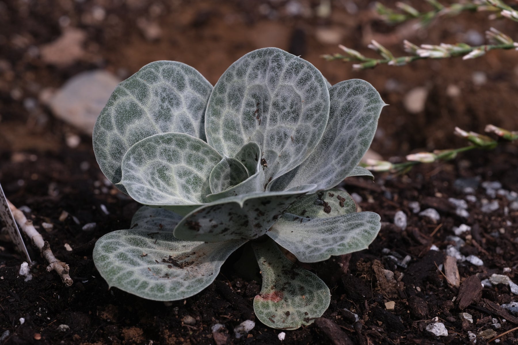 Succulent Bukiniczia cabulica, commonly known as variegated statice, plant against a brown background.