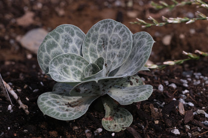 Succulent Bukiniczia cabulica, commonly known as variegated statice, plant against a brown background.