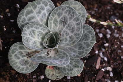 Succulent Bukiniczia cabulica, commonly known as variegated statice, plant against a rocky brown background.