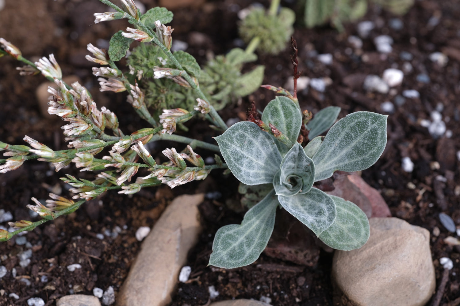 Succulent Bukiniczia cabulica, commonly known as variegated statice, plant blooming against a rocky brown background.