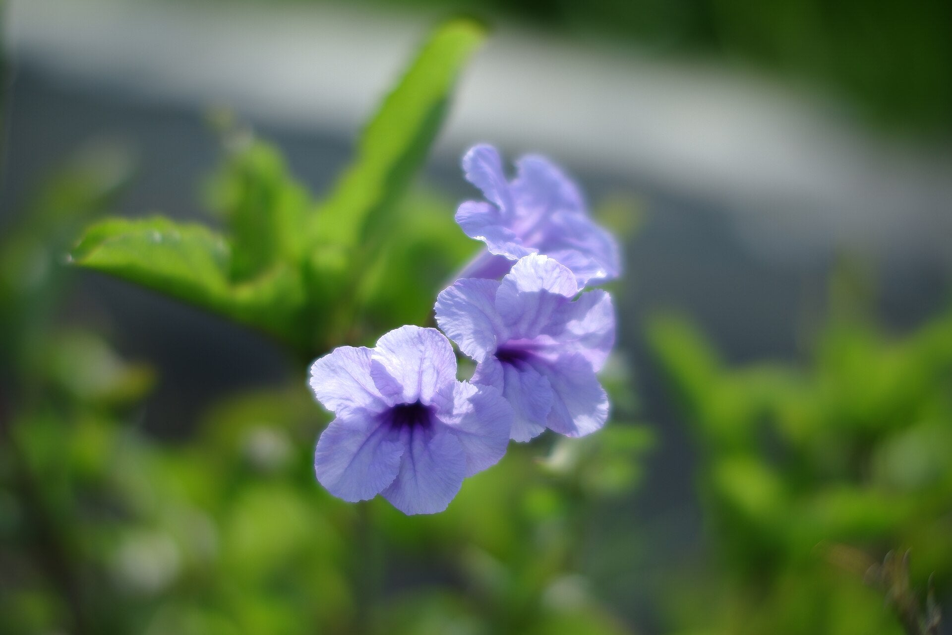 Close-up of purple Wild petunia (Ruellia humilis) flowers with green leaves on a blurred natural background
