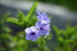Close-up of purple Wild petunia (Ruellia humilis) flowers with green leaves on a blurred natural background