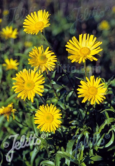 Buphthalmum salicifolium 'Alpengold' (ox-eye)