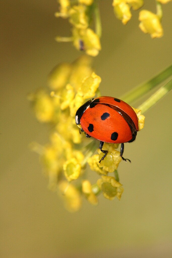 Bupleurum falcatum | sickle-leaved hare&