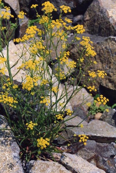 Bupleurum falcatum | sickle-leaved hare&