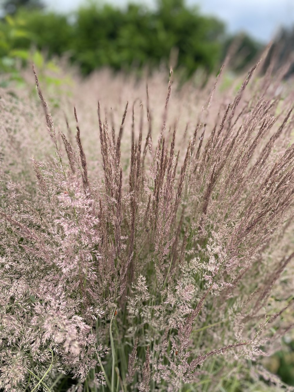 Calamagrostis brachytricha (Korean Feather Grass)