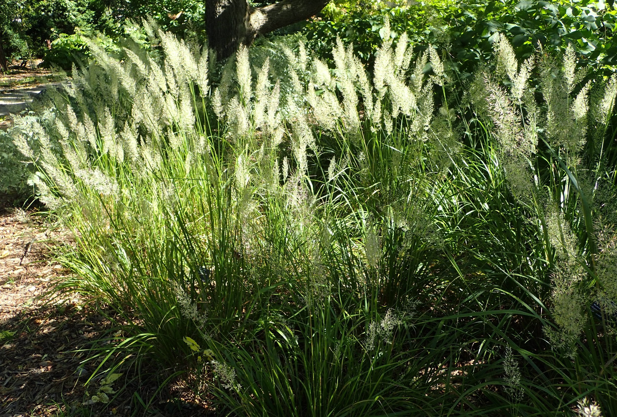 Calamagrostis brachytricha (Korean Feather Grass) in garden