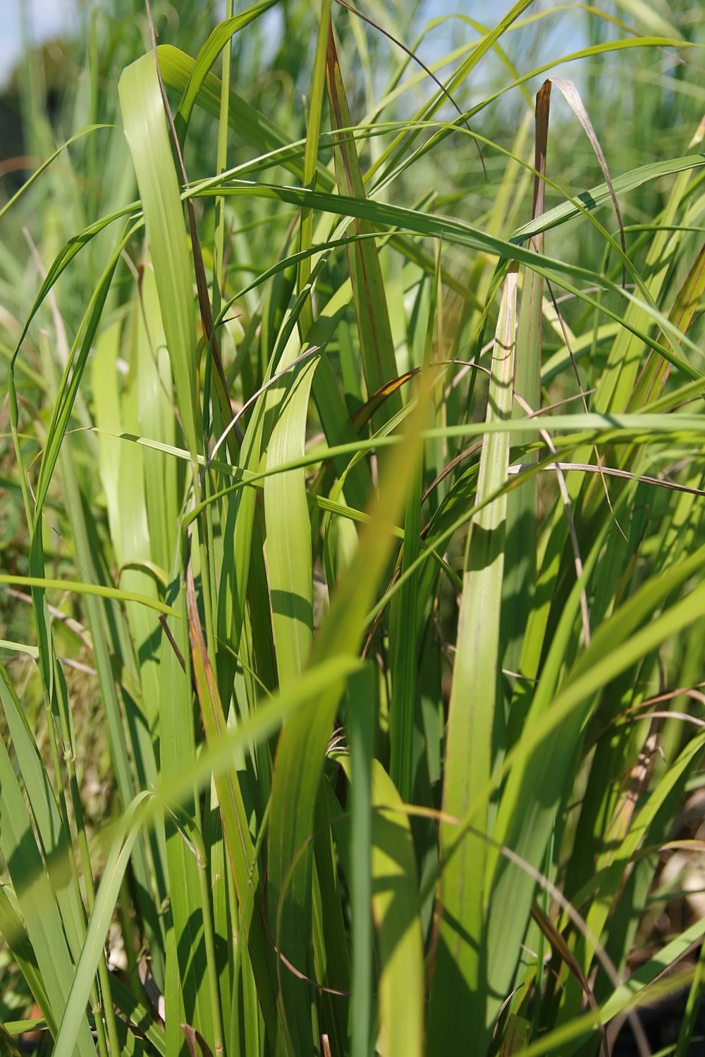 Calamagrostis brachytricha (Korean Feather Grass) foliage