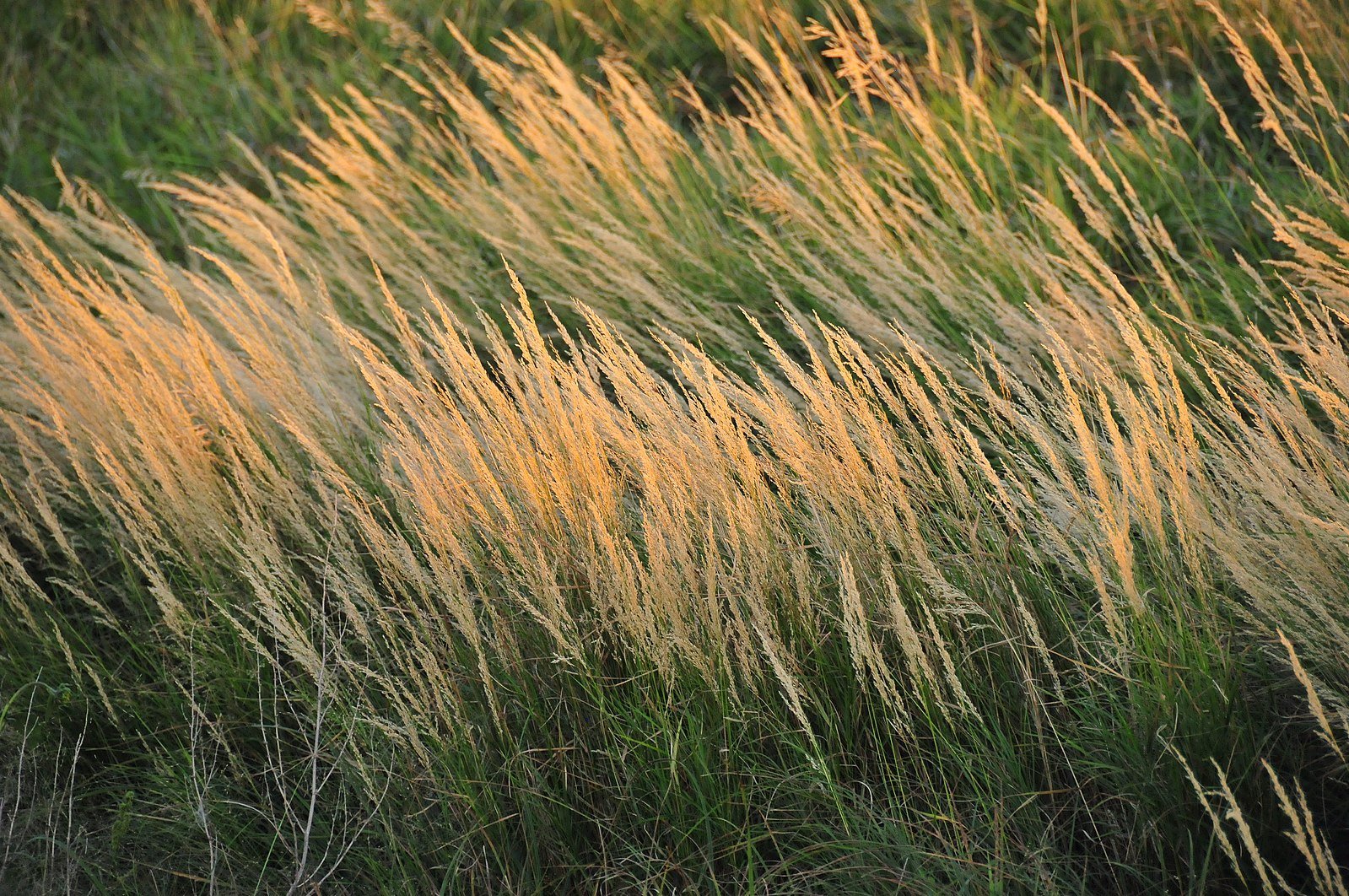 Calamagrostis canadensis (bluejoint grass) backlit by the sun