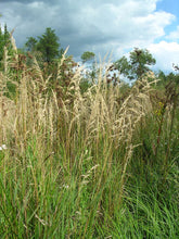 Calamagrostis canadensis (bluejoint grass) in natural setting