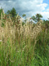 Calamagrostis canadensis (bluejoint grass) in natural setting