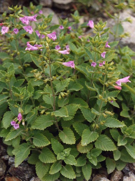 Small pink Calamintha grandiflora, commonly known as greater calamint, flowers growing with green foliage.