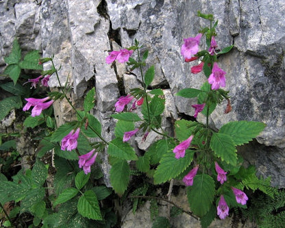 Pink Calamintha grandiflora, commonly known as greater calamint, flowers growing against a rock wall.